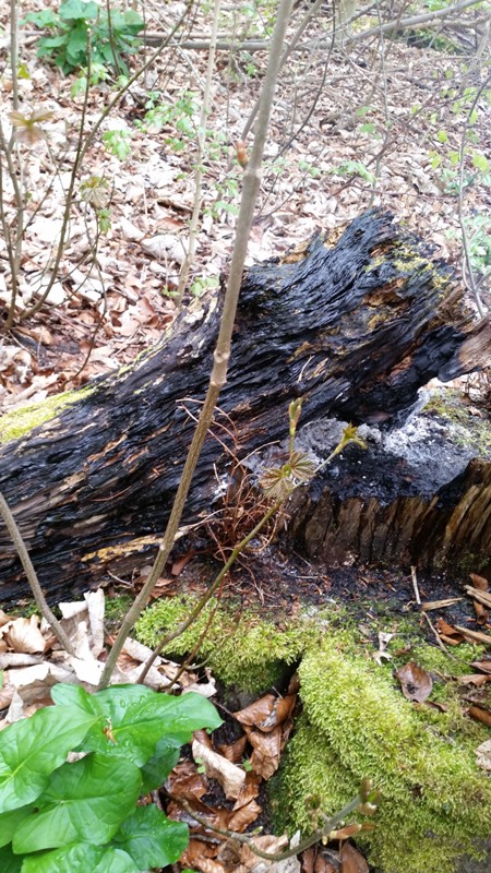 Einsatz Nr. 24 / 18.04.2016