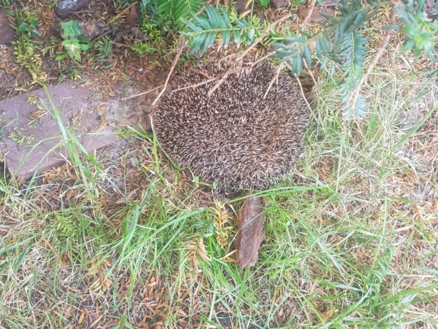 Hilfeleistung – Tierrettung