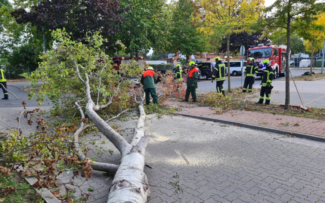 Hilfeleistung – umgestürzter Baum