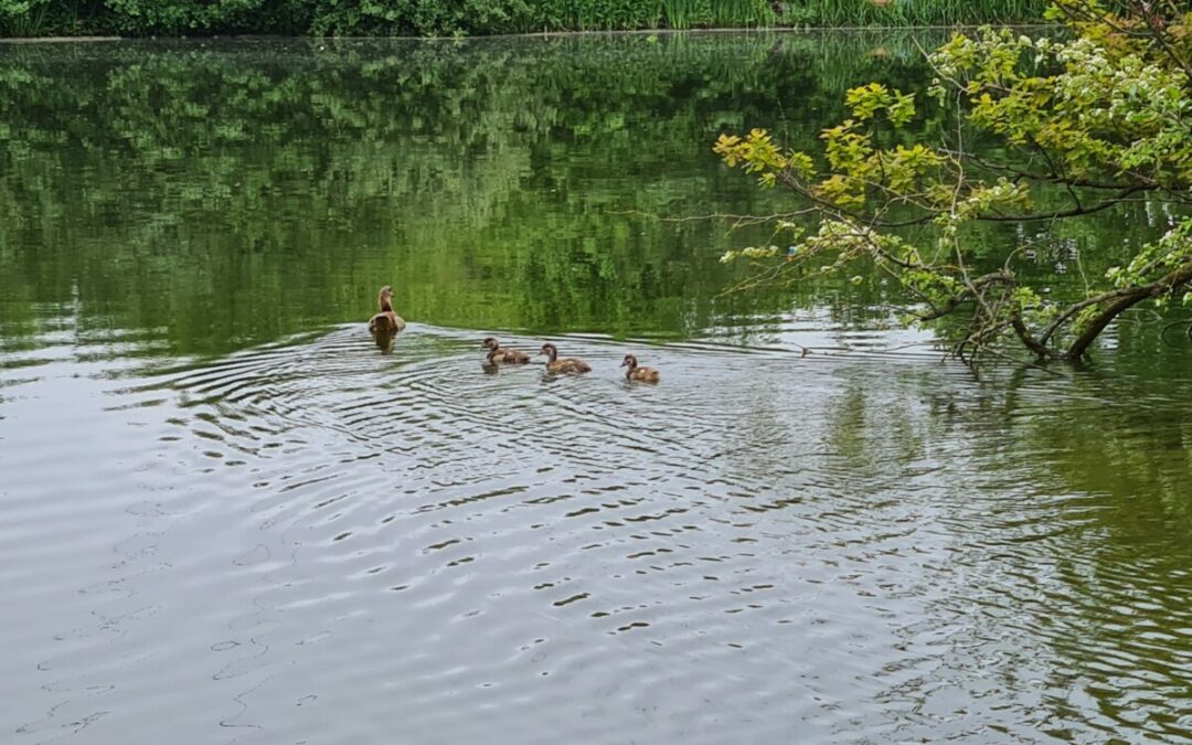 Hilfeleistung – Tierrettung